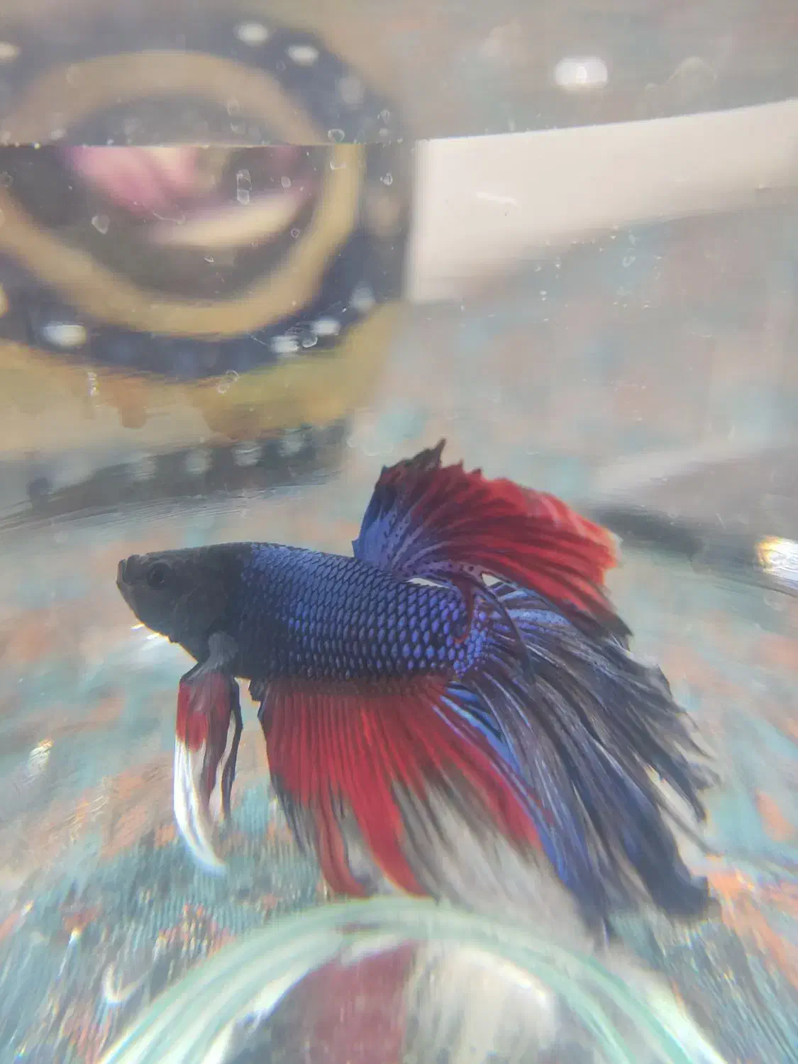 ماهی فایتر|ماهی|مشهد, شهید مطهری|دیوار