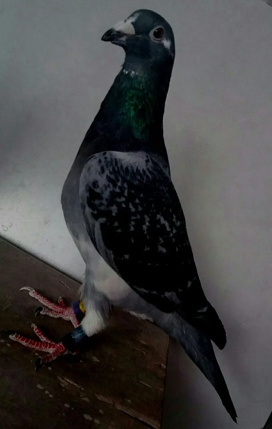 کبوتر پلاکی|پرنده|سبزوار, مدرس|دیوار