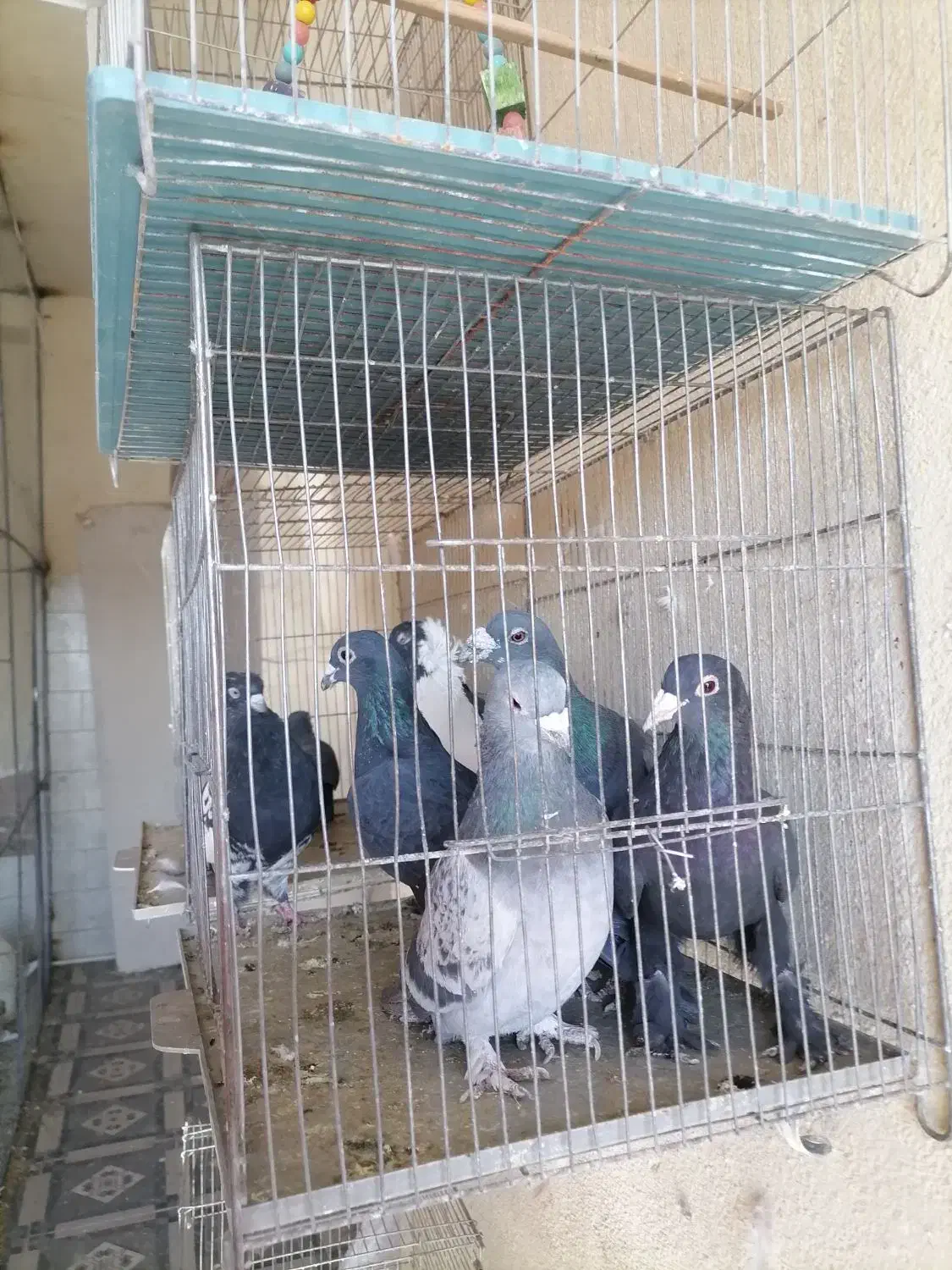 کبوتر نر پریده|پرنده|کرمان, |دیوار