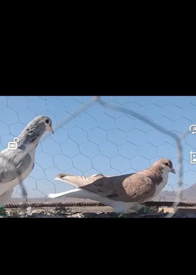 ساده هفترنگ آس|پرنده|رشتخوار, |دیوار