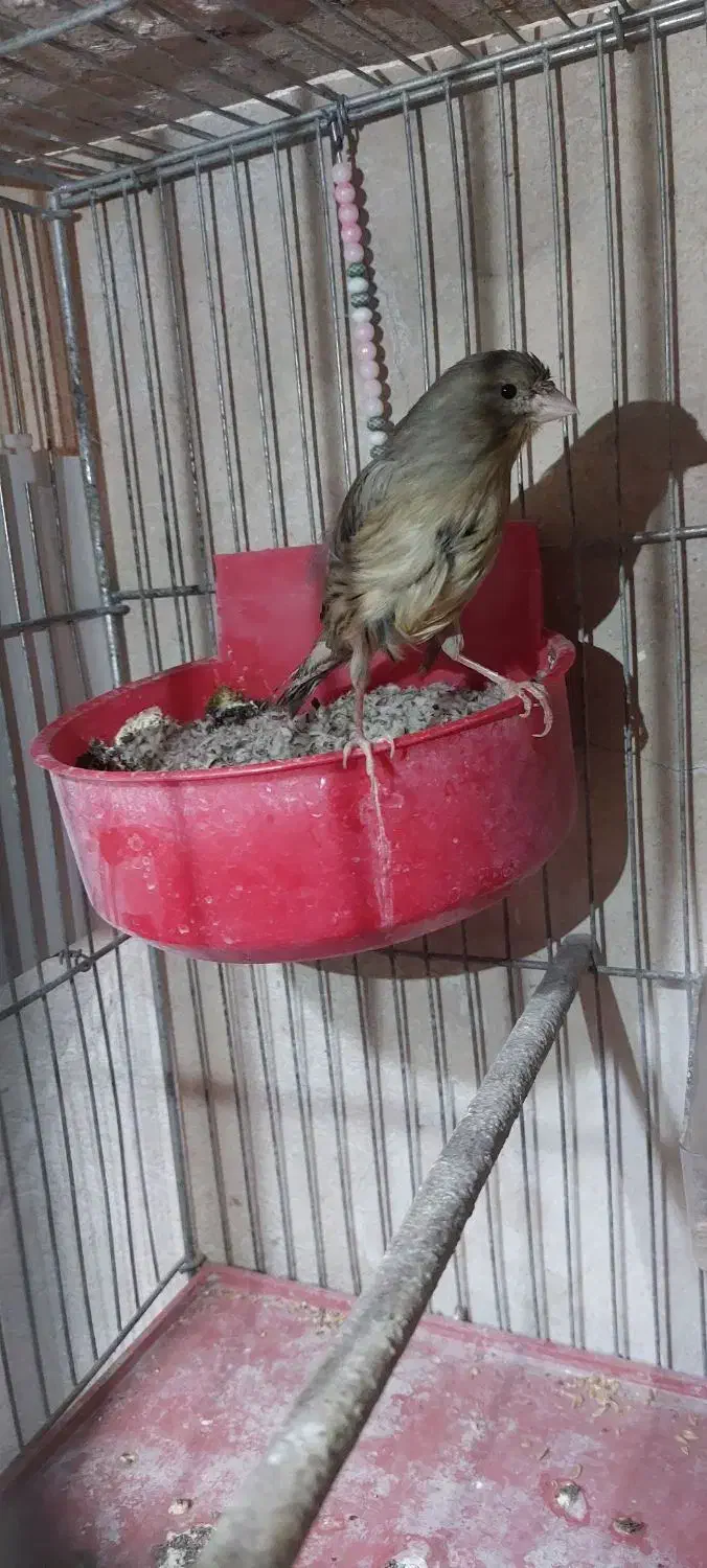 قناری ماده آماده آماده|پرنده|طسوج, |دیوار