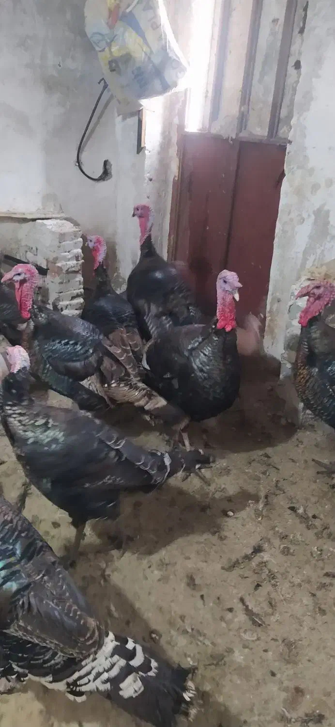 تعدادی بوقلمون محلی|حیوانات مزرعه|پیرانشهر, |دیوار