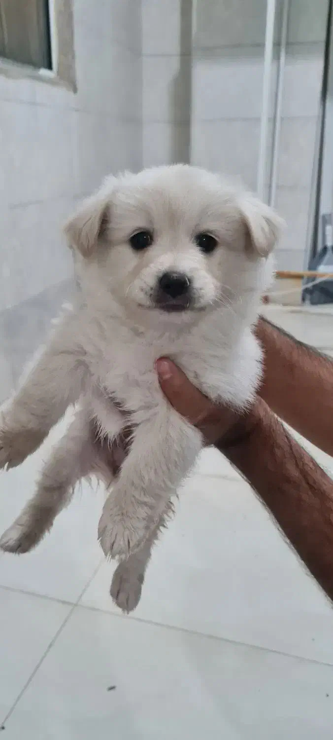 سگ تریر میکس|سگ|باغستان, |دیوار