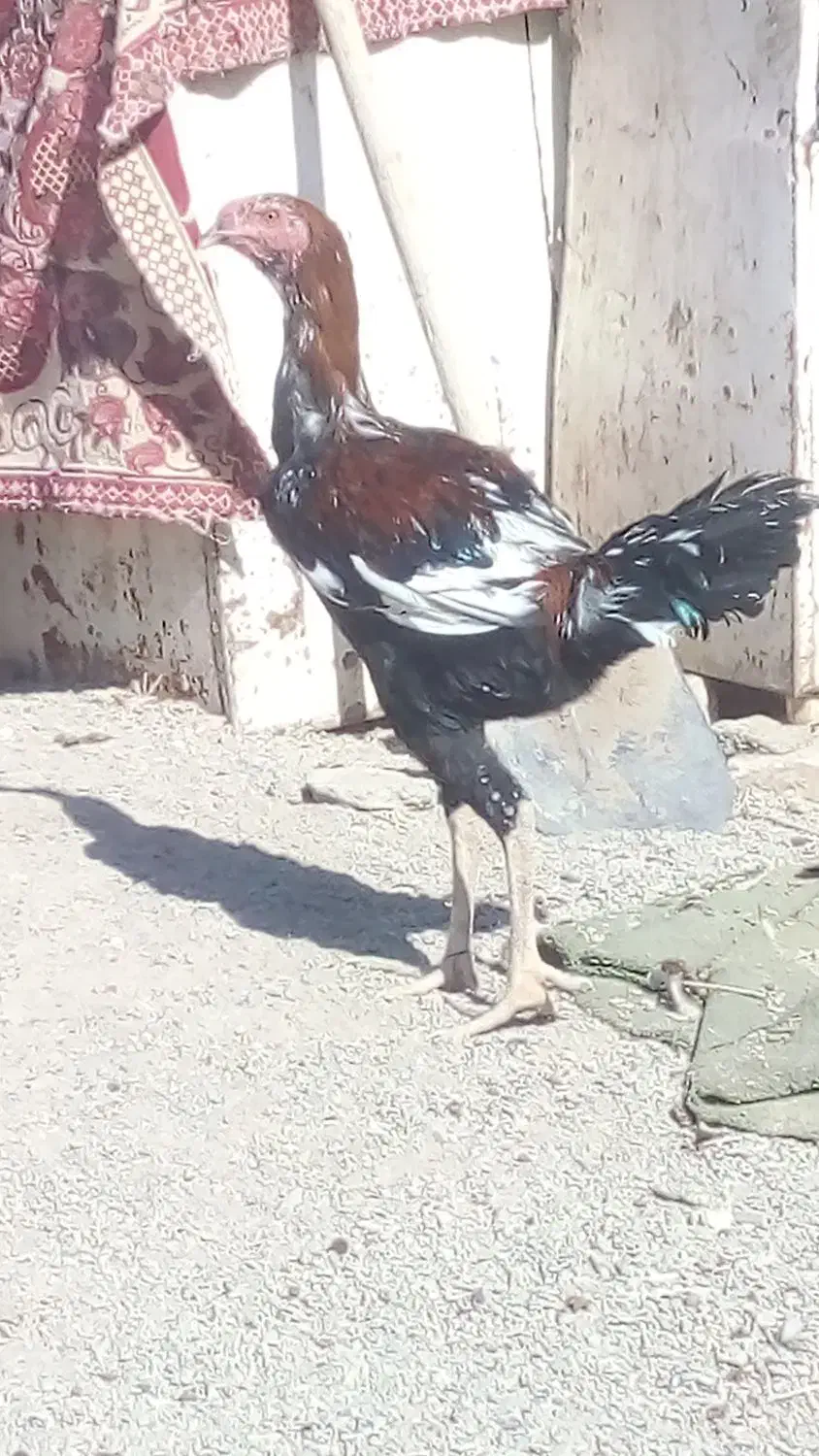 جوجه خروس لاری|حیوانات مزرعه|خمک, |دیوار