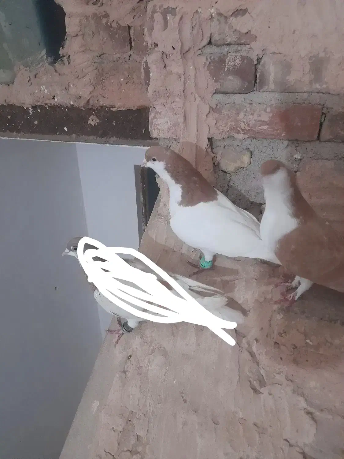 کبوتر|پرنده|سبزوار, مدرس|دیوار