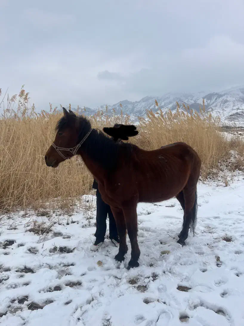 اسب مادیان|اسب و تجهیزات اسب‌سواری|زنجان, |دیوار