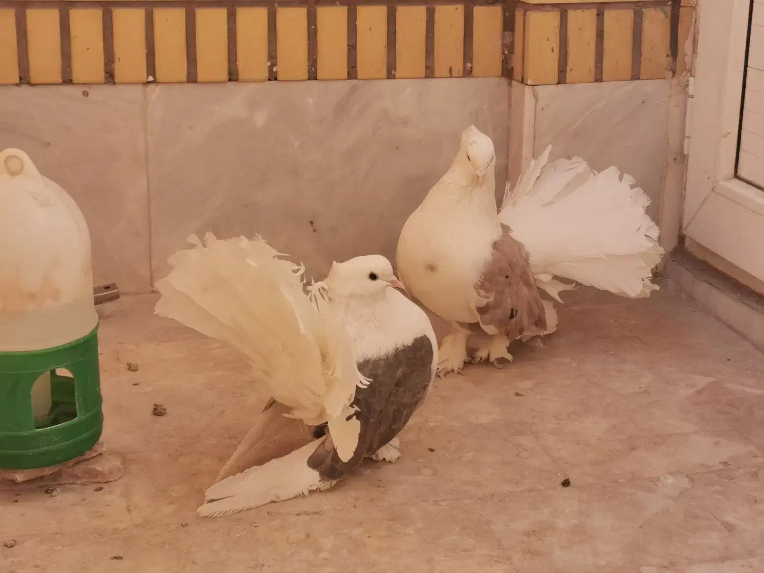 کبوتر چتری دوکت|پرنده|قم, بکایی|دیوار