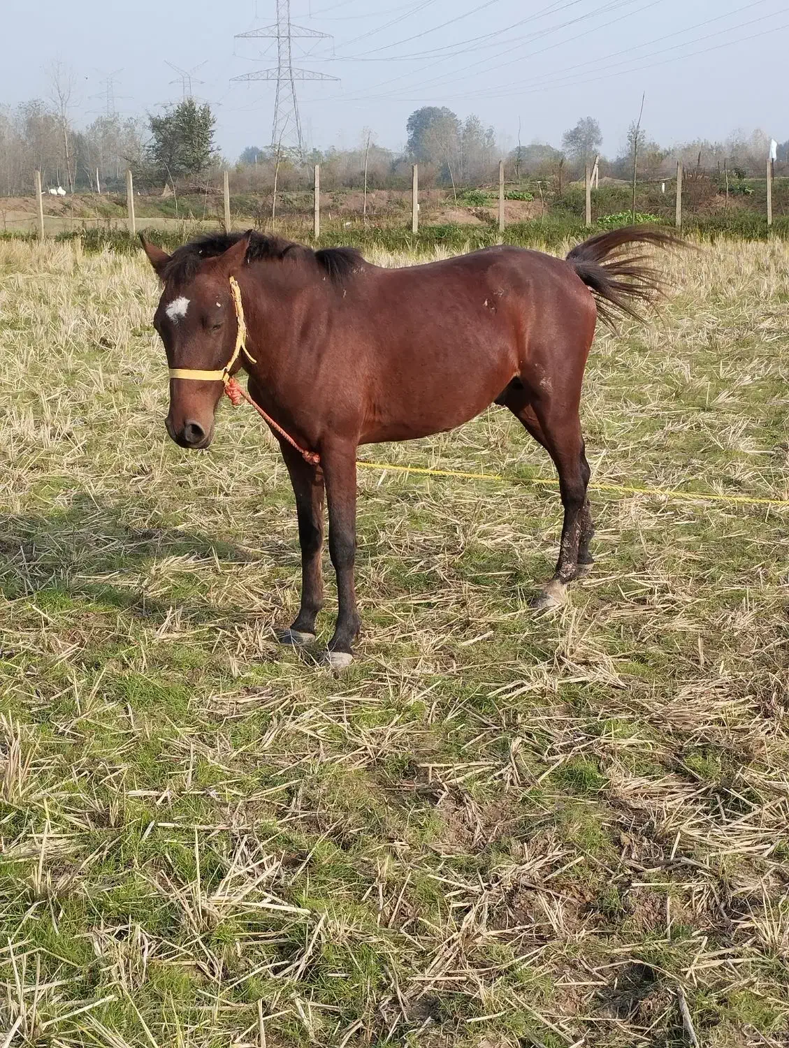 فروش اسب|اسب و تجهیزات اسب‌سواری|سنگر, |دیوار