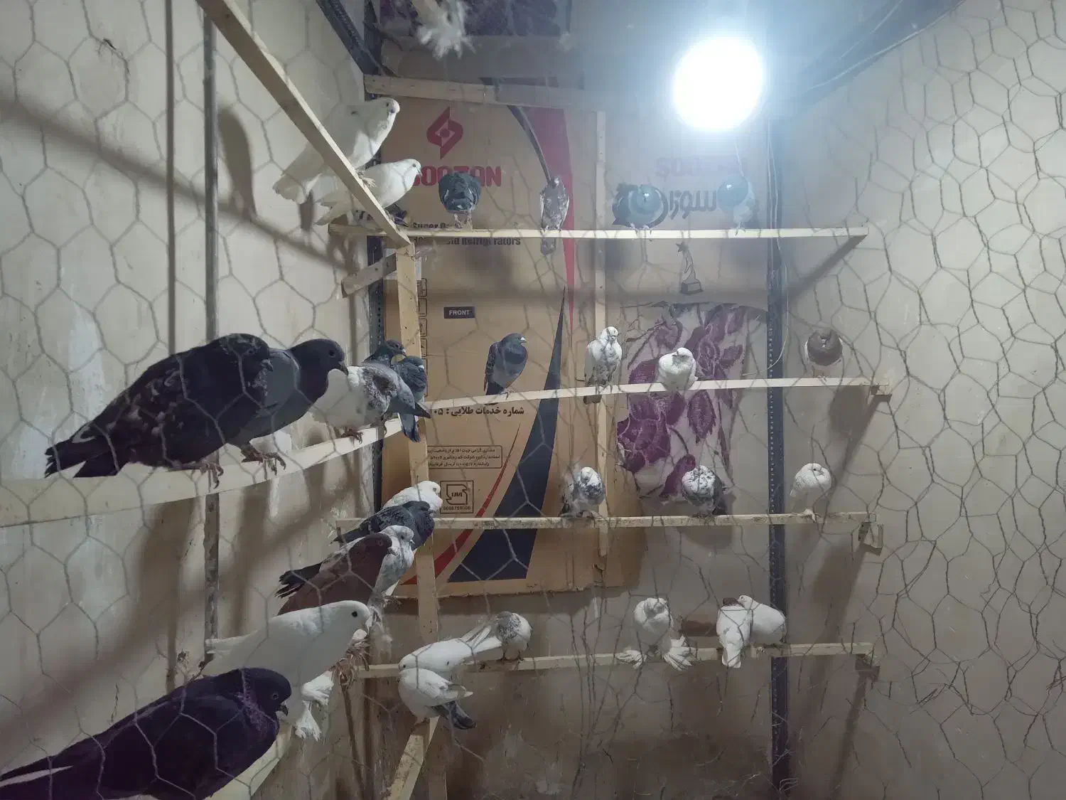 کبوتر سرای اسلام|پرنده|مرند, |دیوار