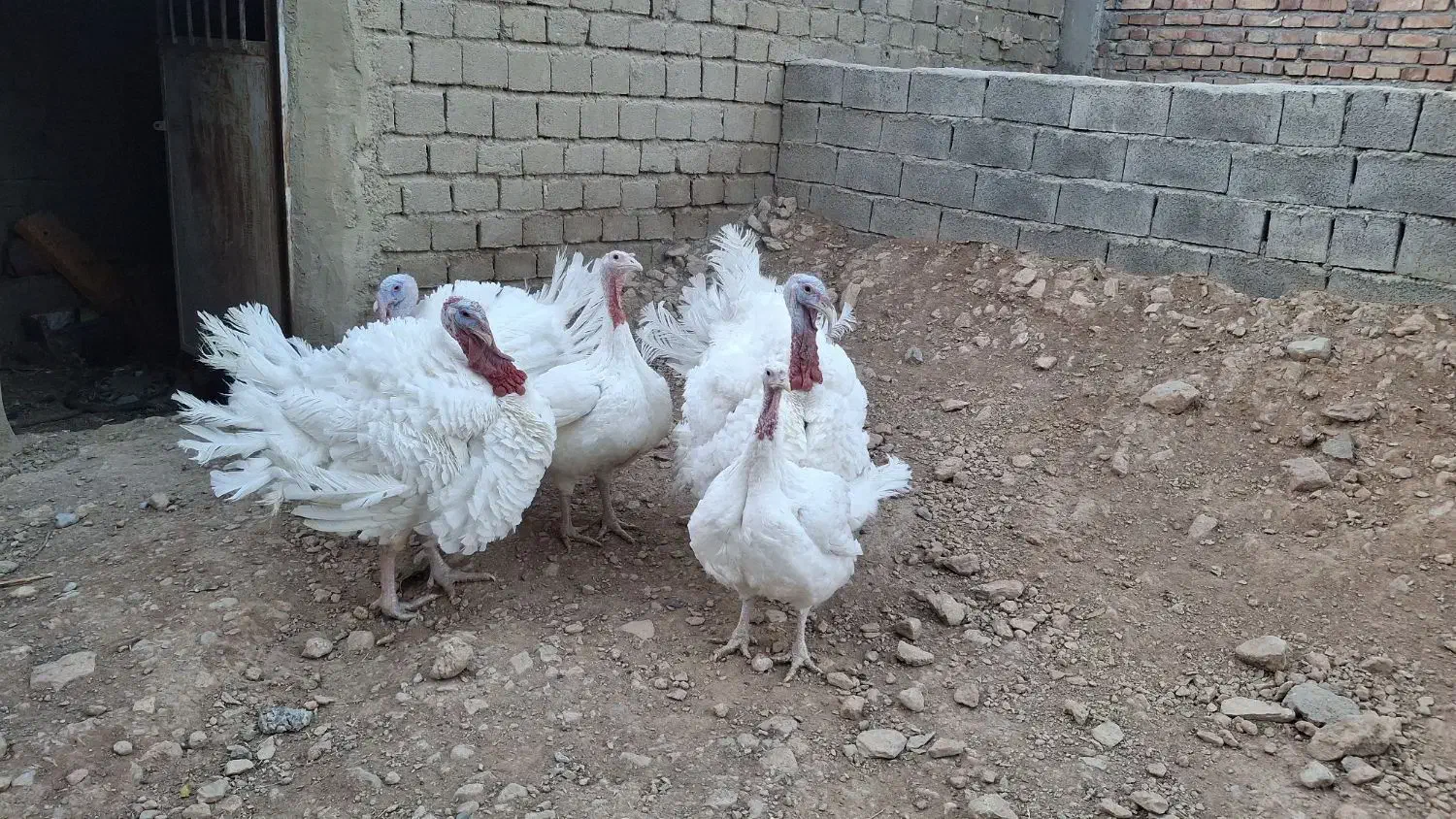 بوقلمون بیوتی ارگانیک|حیوانات مزرعه|صحنه, |دیوار