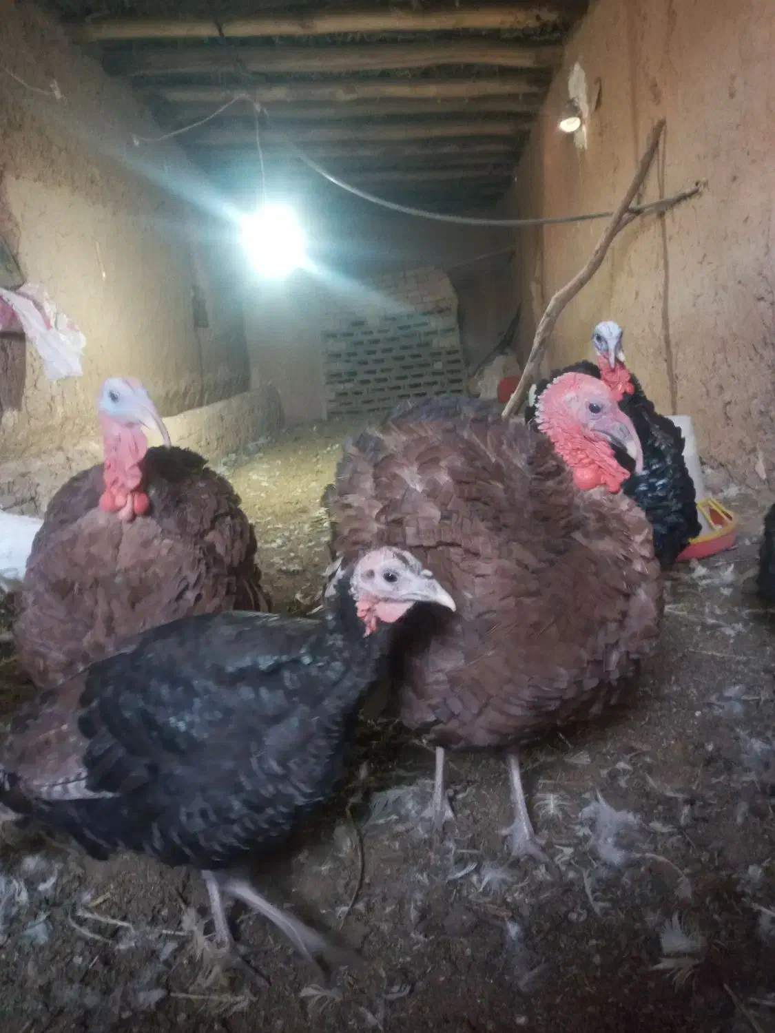 بوقلمون|حیوانات مزرعه|سلامی, |دیوار