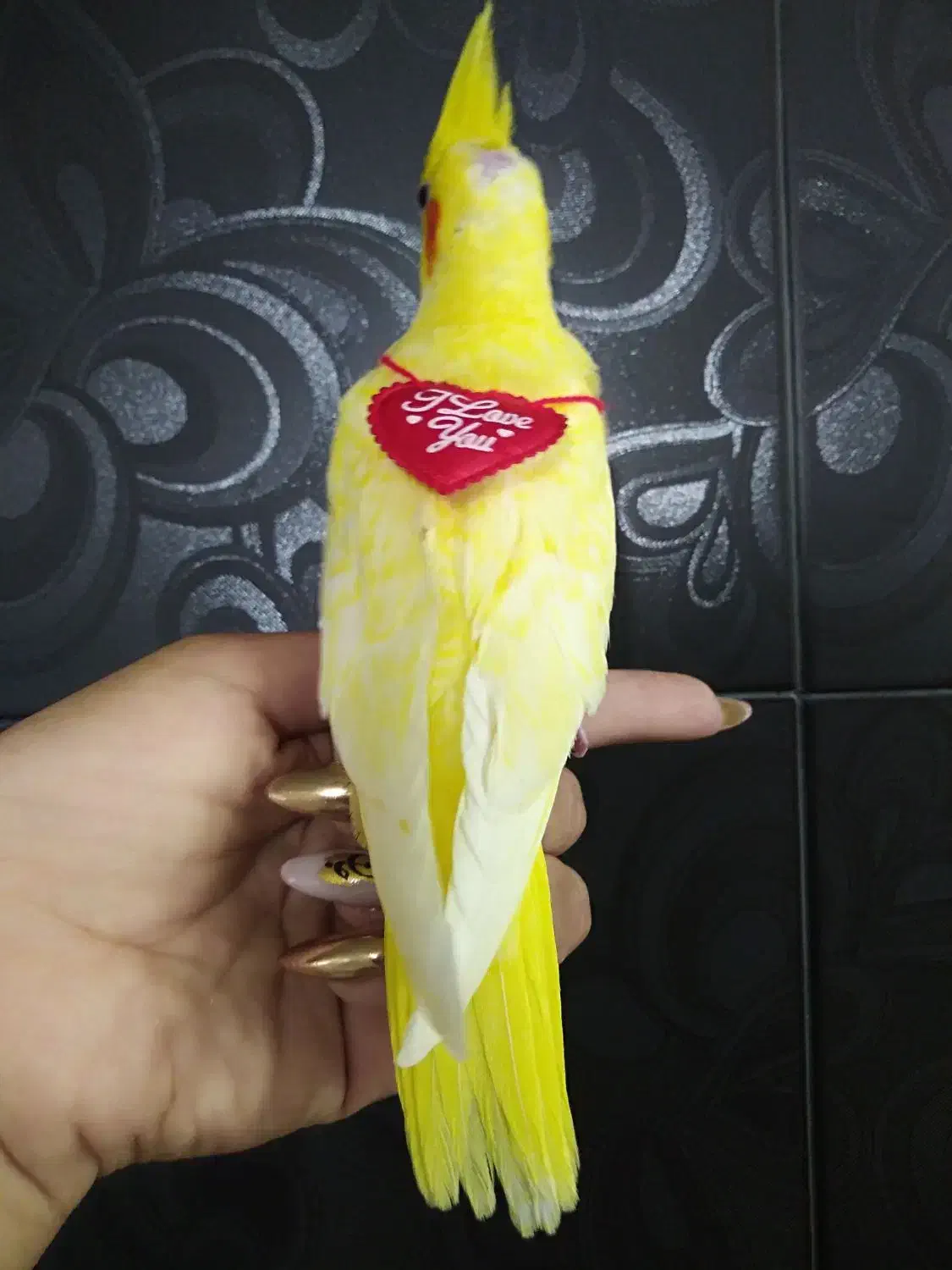 جوجه لوتینو کاملا زعفرونی|پرنده|شیراز, دروازه قران|دیوار