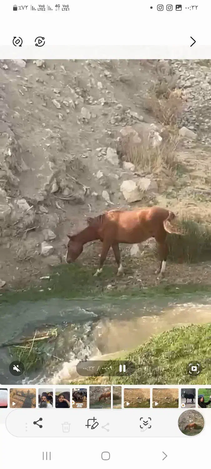 یه کره اسب|اسب و تجهیزات اسب‌سواری|پردیس, فاز ۶|دیوار