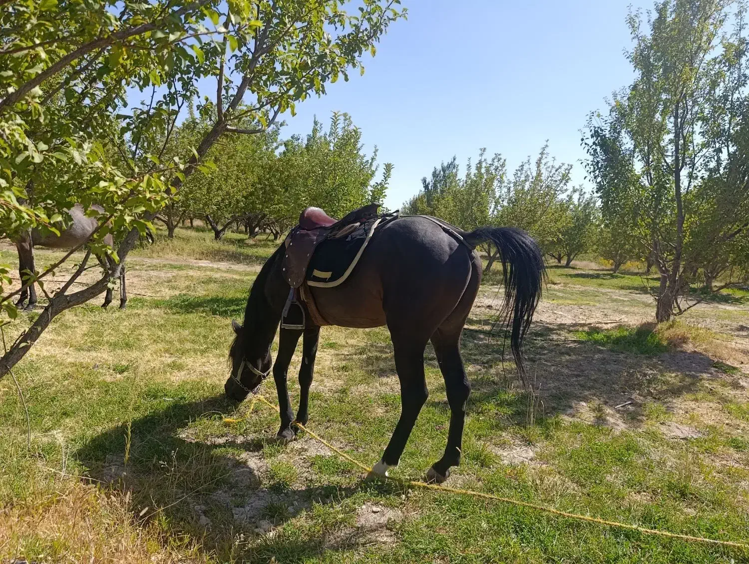 فروش اسب کرد سه ساله|اسب و تجهیزات اسب‌سواری|چالدران, |دیوار