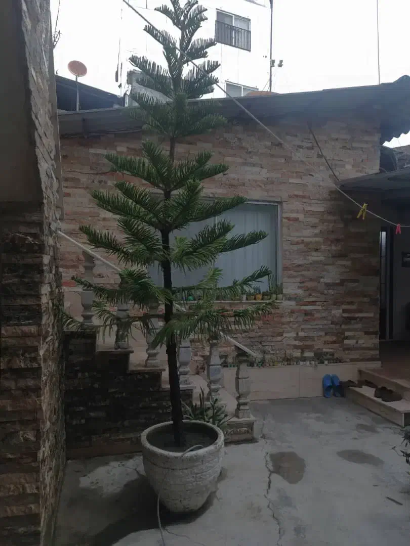 کاج مطبق|گل و گیاه طبیعی|سلمان‌شهر, |دیوار