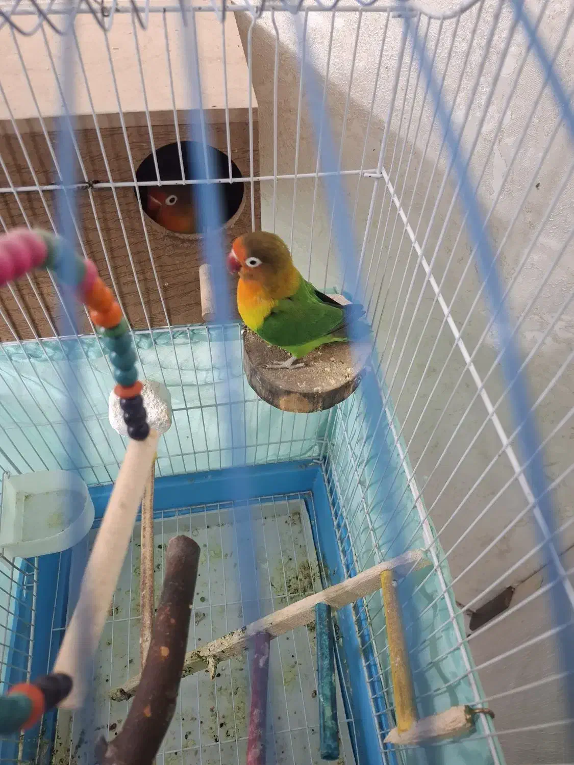 طوطی برزیلی|پرنده|ری, دیلمان|دیوار