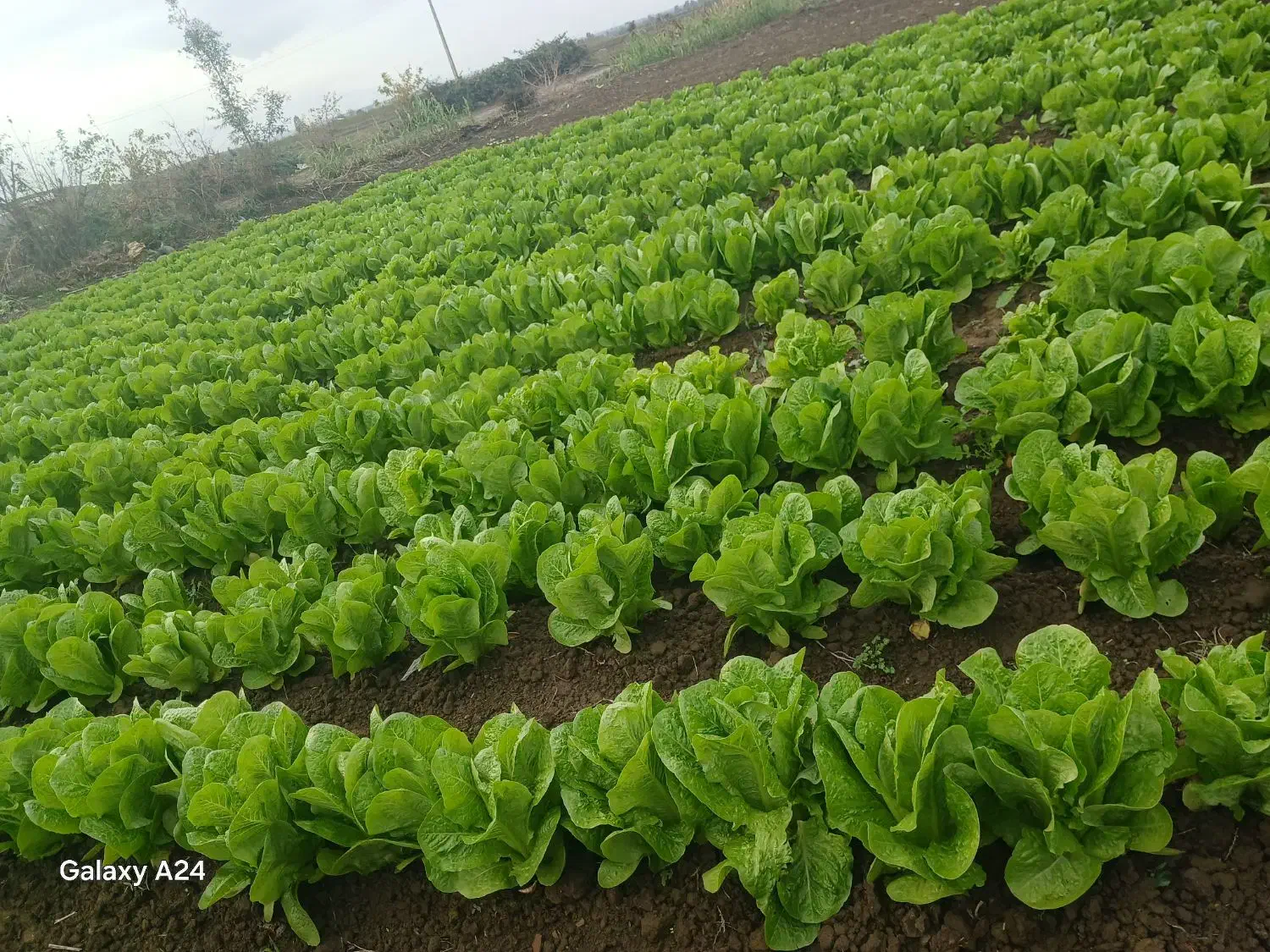 کاهو روغنی درجه ا|خوردنی و آشامیدنی|دلند, |دیوار