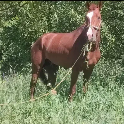 نریان کرد|اسب و تجهیزات اسبسواری|ارومیه, |دیوار