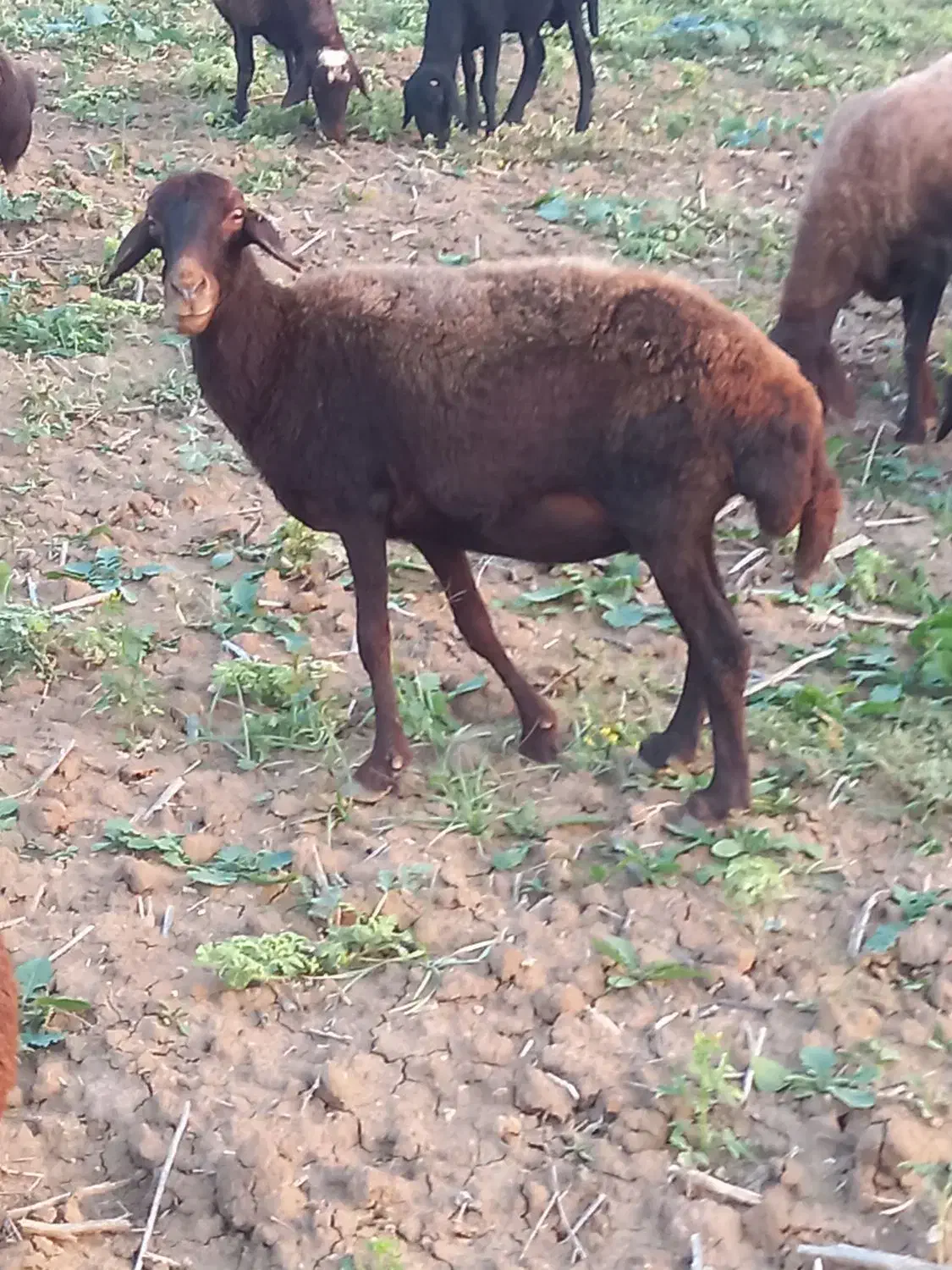 گوسفند شیشک آبستن توضیحات کامل نوشته شده است|حیوانات مزرعه|آزادشهر, |دیوار