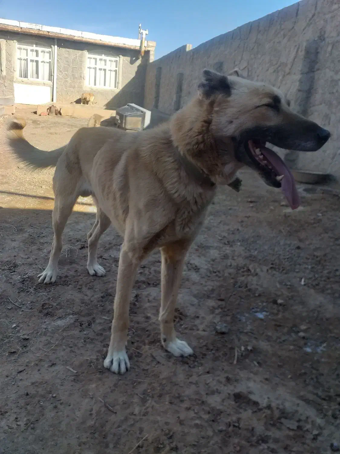 واگذاری سگ نر سرابی یکساله گله|سگ|تبریز, |دیوار