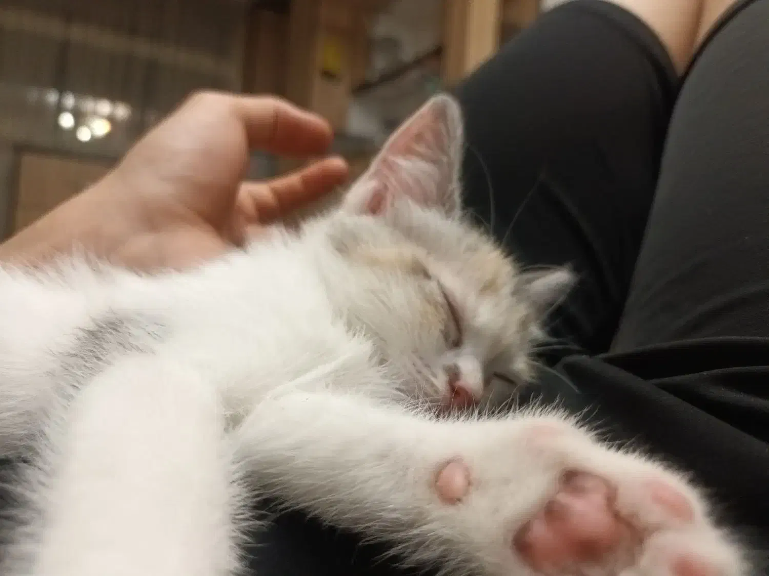 پرشین|گربه|شهریار, شهرک شاهد|دیوار