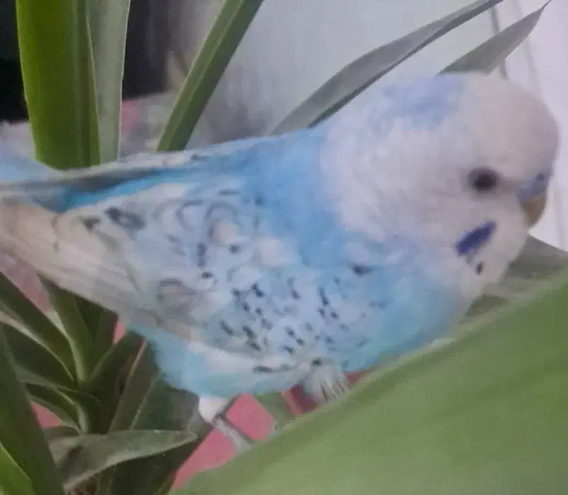 مرغ عشق|پرنده|تبریز, |دیوار