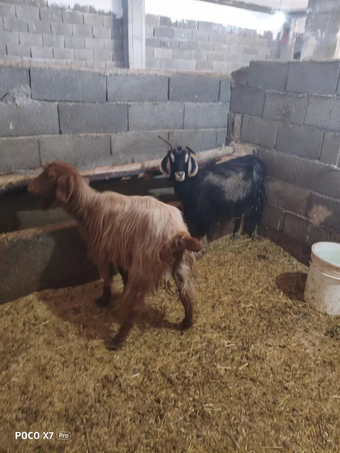 دو عدد بز|حیوانات|نورآباد, |دیوار