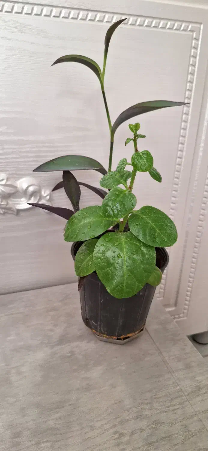 گیاه لوبیای سحرآمیز|گل و گیاه طبیعی|یزد, |دیوار