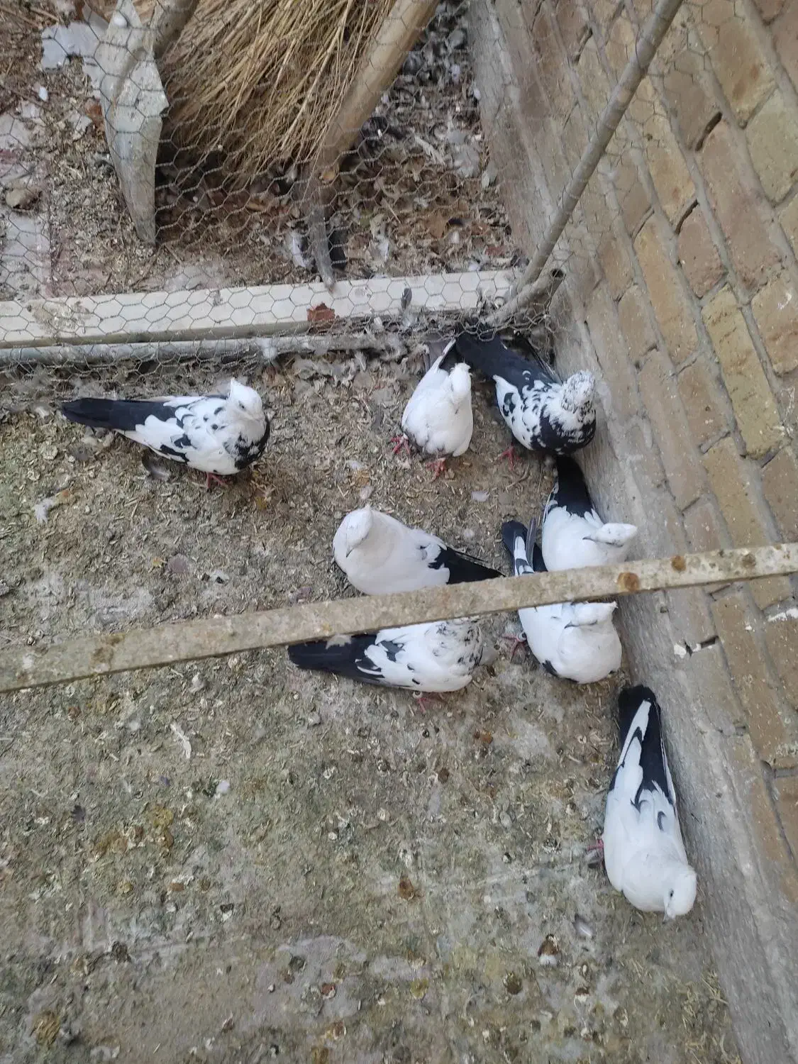 کبوتر دمی|پرنده|شیراز, حومه شیراز|دیوار