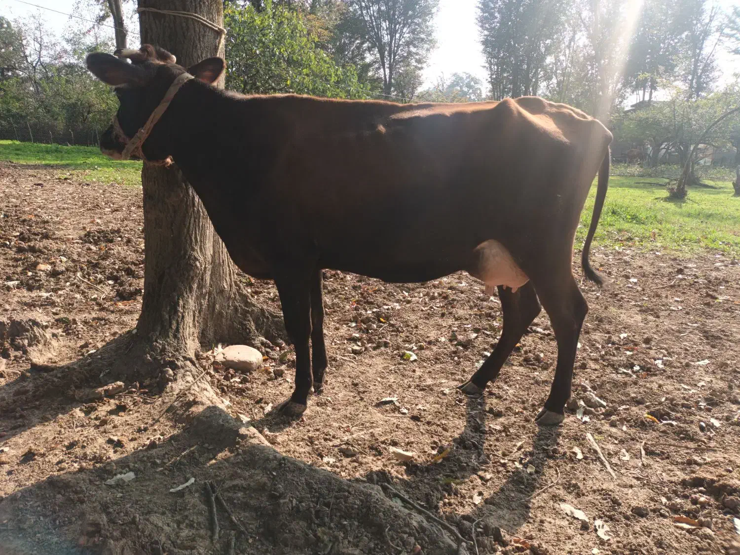 فروش گاو بران سوئیسی (زایمان اول)بدون گوساله|حیوانات مزرعه|رضوانشهر, |دیوار