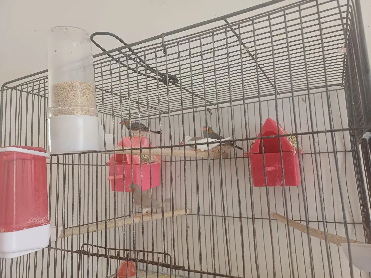 فروش فنچ|پرنده|ابرکوه, |دیوار