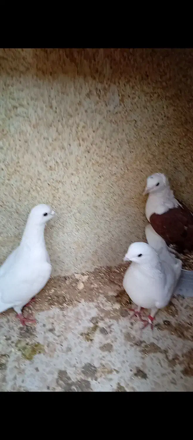 پرنده|پرنده|باسمنج, |دیوار