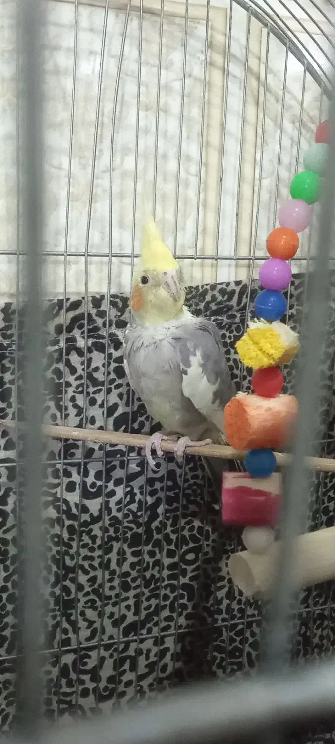 عروس هلندی آهوی وسیامون وابلق|پرنده|قرچک, زیبا شهر|دیوار