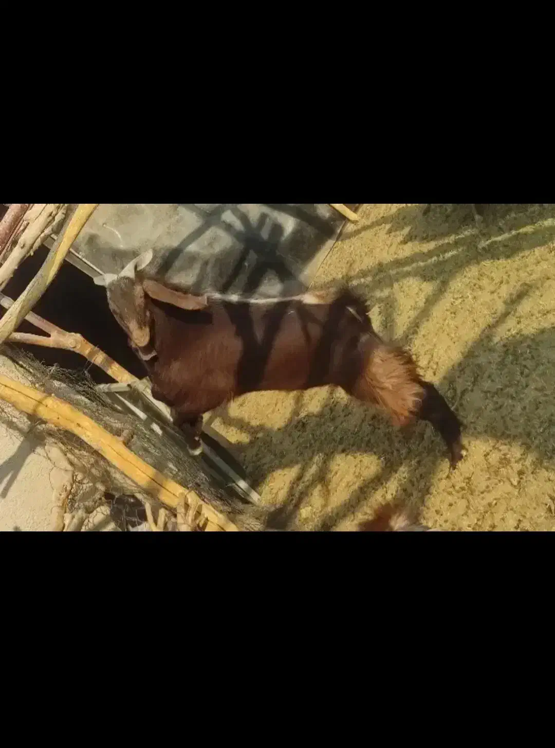 نری بخته|حیوانات مزرعه|رفسنجان, |دیوار