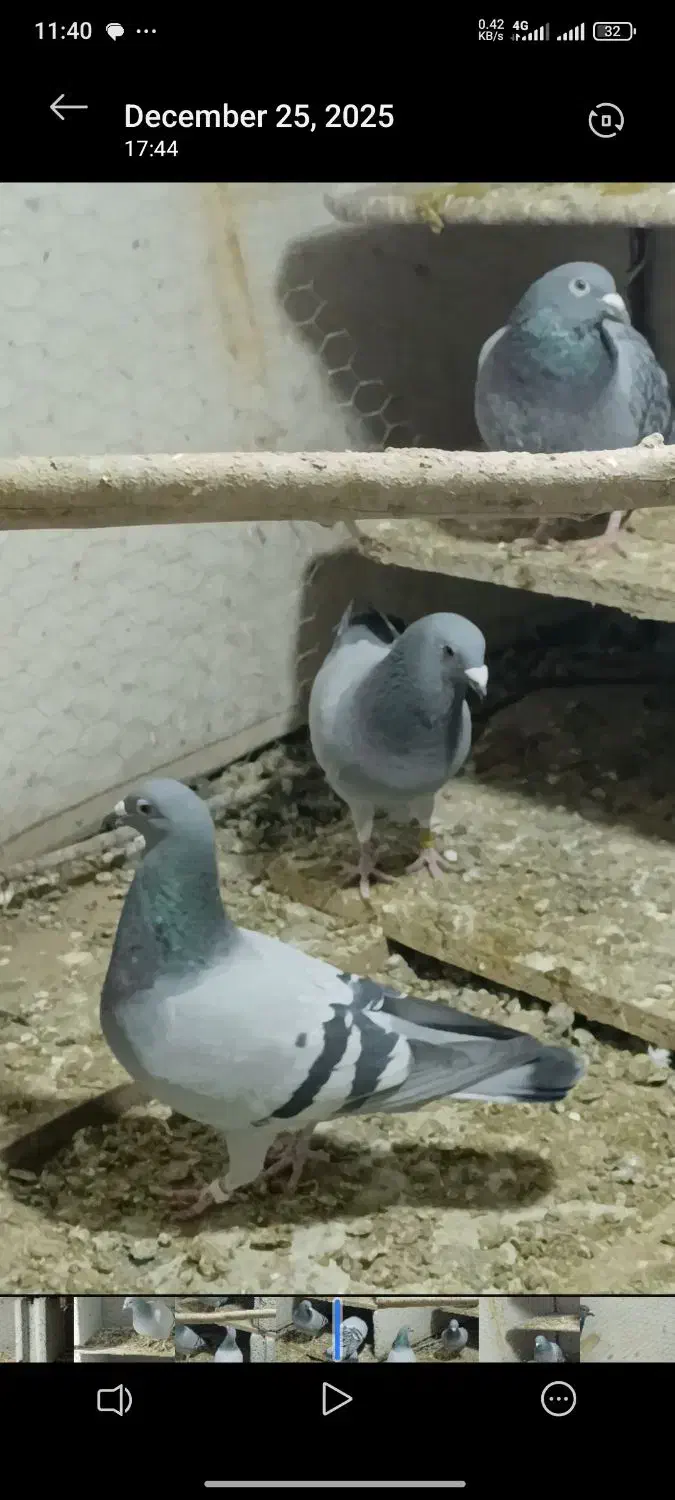 دبرگاچب|پرنده|اردبیل, |دیوار