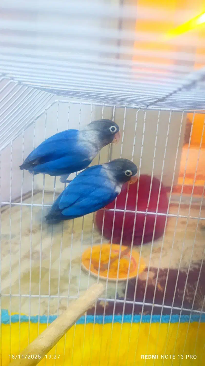 طوطی برزیلی بازیگوش|پرنده|شاهرود, |دیوار