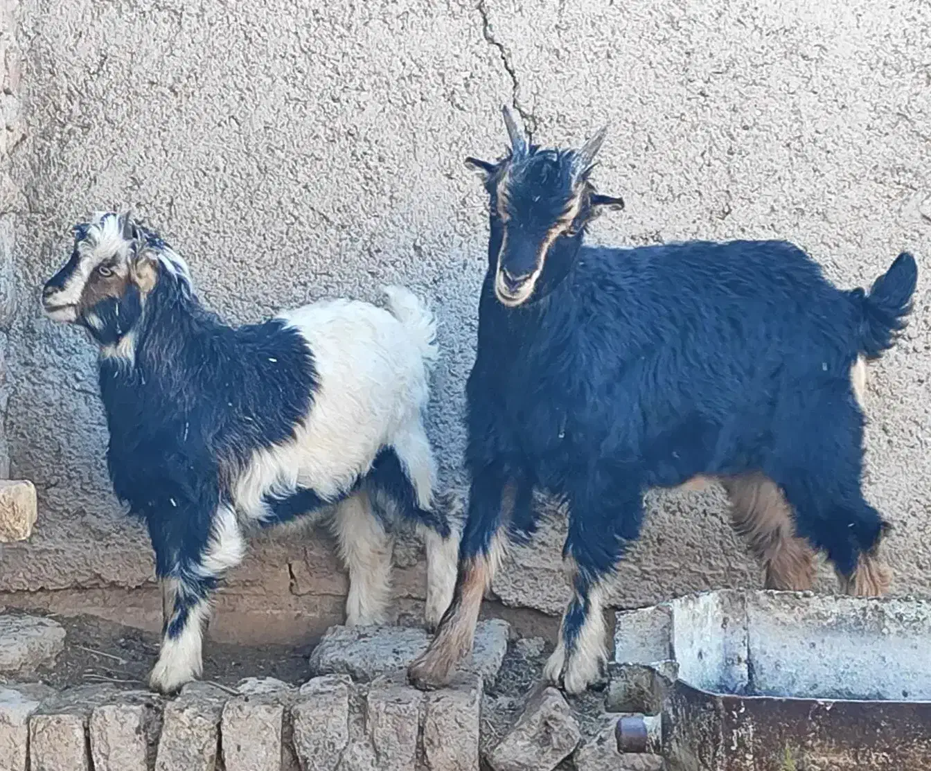 دوراس بزغاله نر|حیوانات مزرعه|ری, امین آباد|دیوار