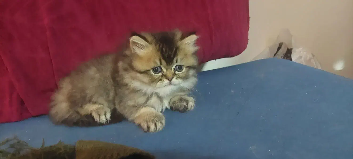 واگذاری گربه|گربه|قشم, |دیوار