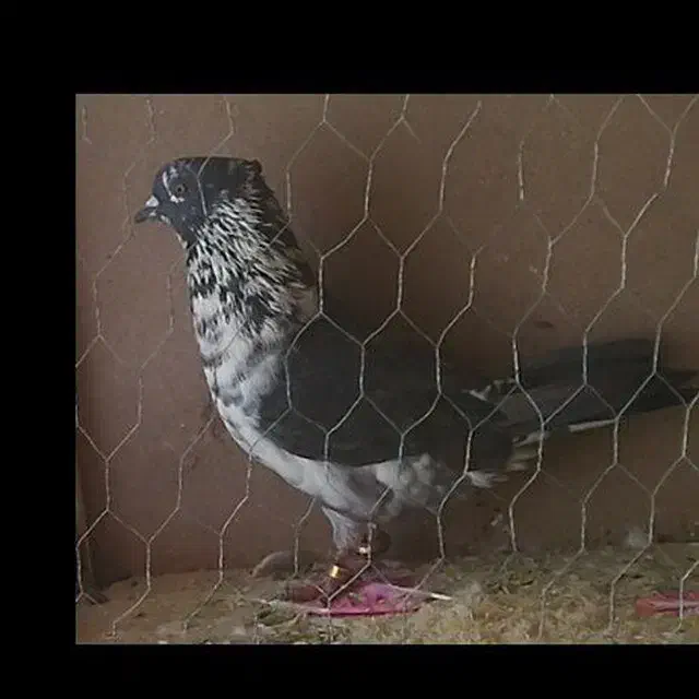 کفتر نر پرشی|پرنده|ری, سیزده آبان|دیوار