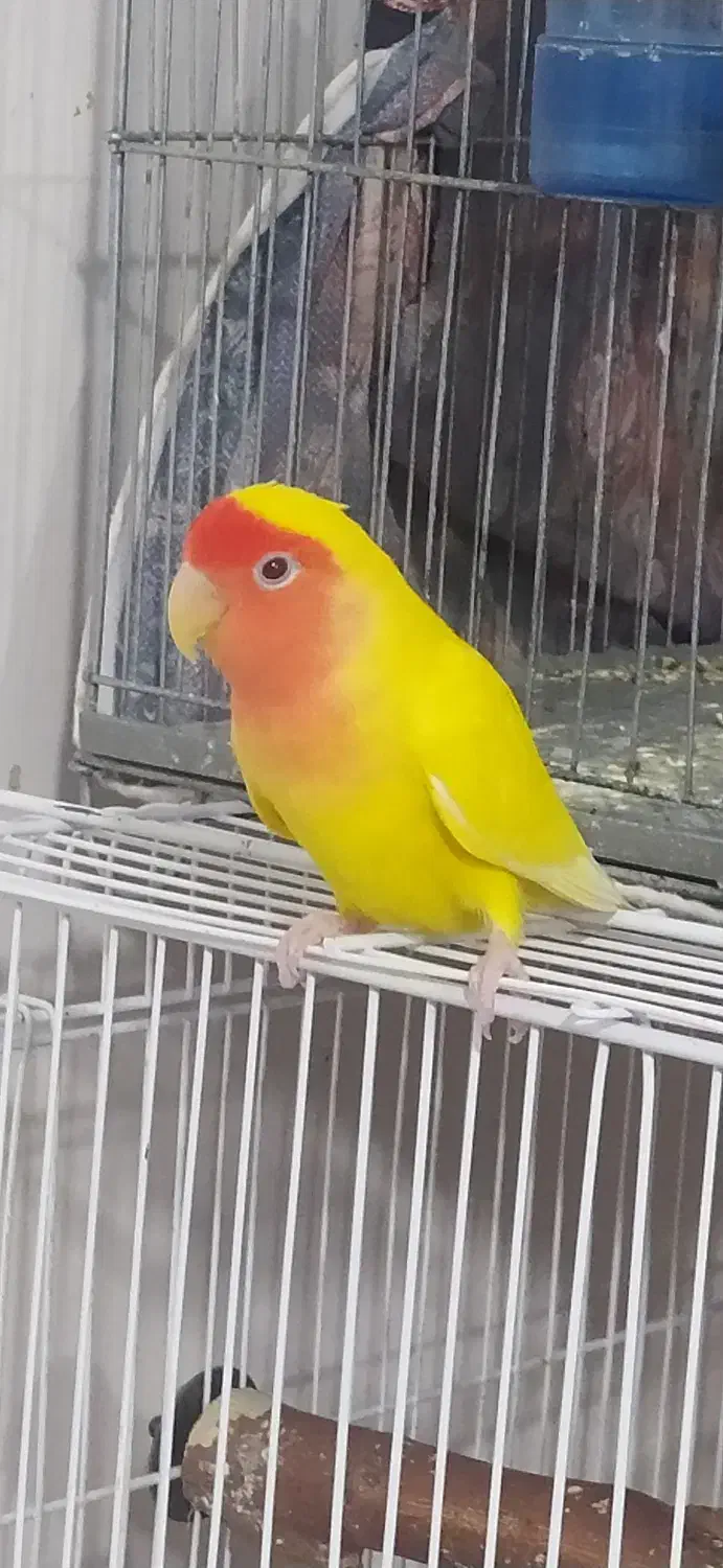 طوطی برزیلی|پرنده|فردیس, فردیس|دیوار