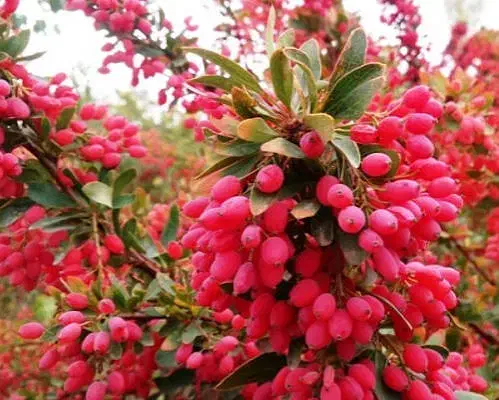 نهال زرشک|گل و گیاه طبیعی|جلگه ماژان, |دیوار