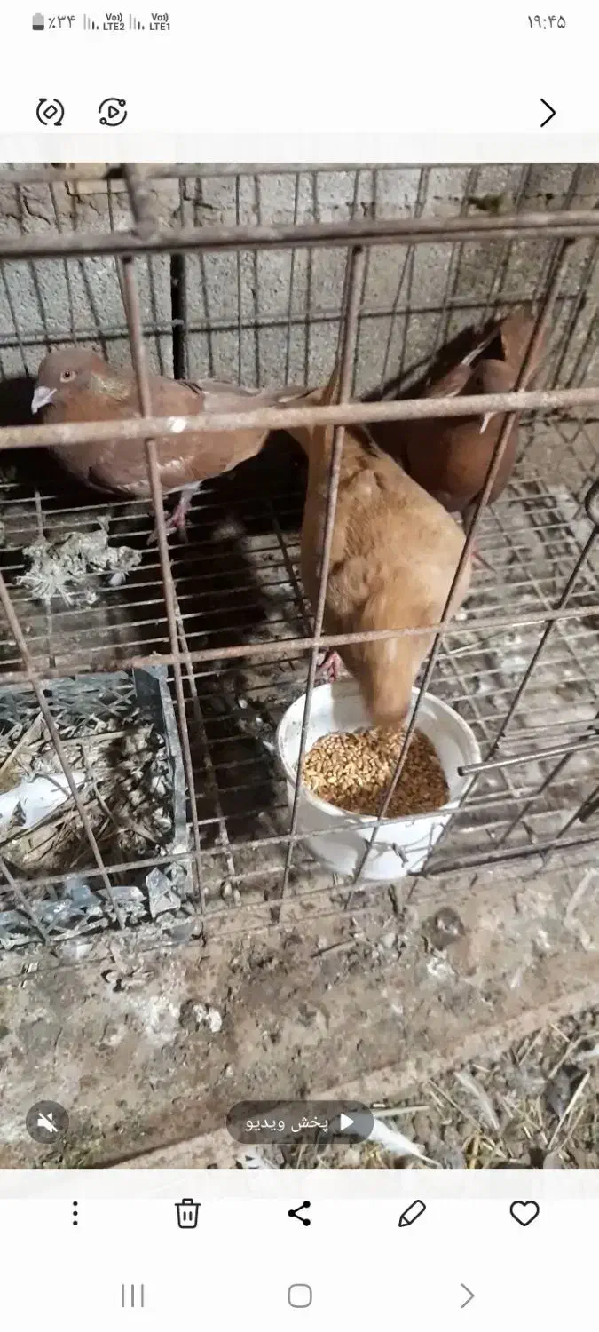 زرد‌‌  سرخ|پرنده|آبادان, |دیوار