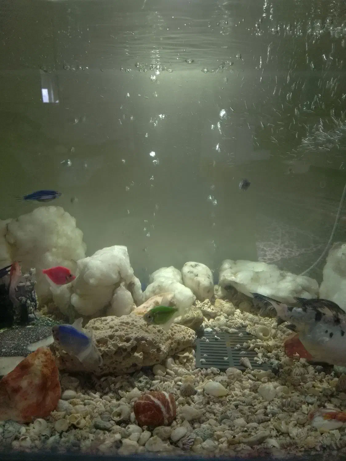 آکواریوم|ماهی|نیاسر, |دیوار