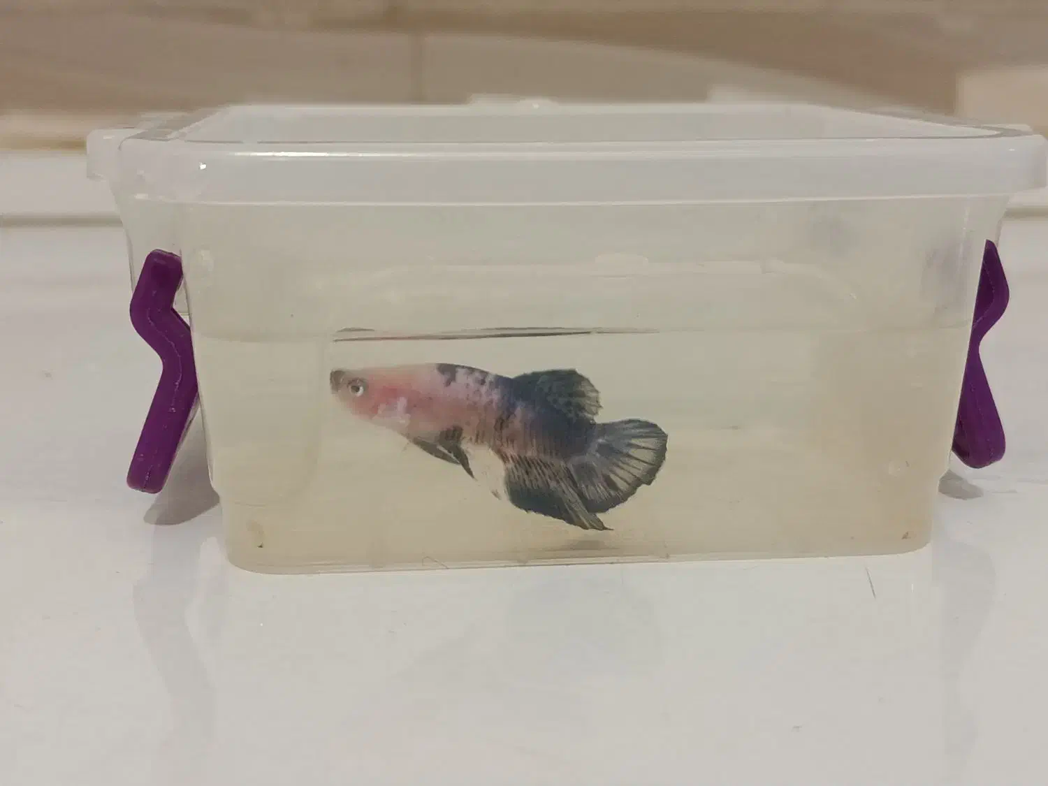 ماهی فایتر نر و ماده|ماهی|تبریز, |دیوار