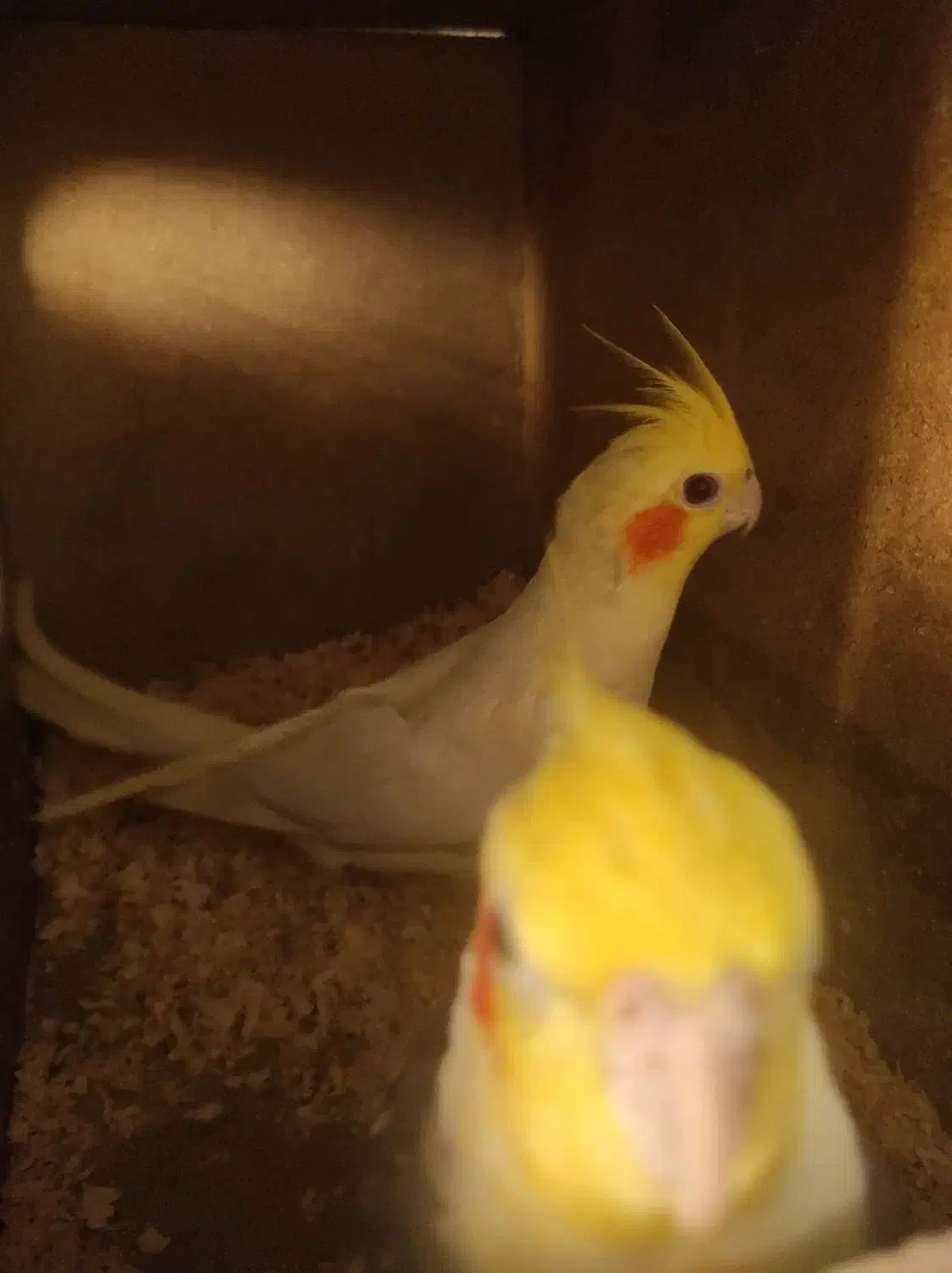 عروس هلندی مولد|پرنده|مشکین‌دشت, |دیوار