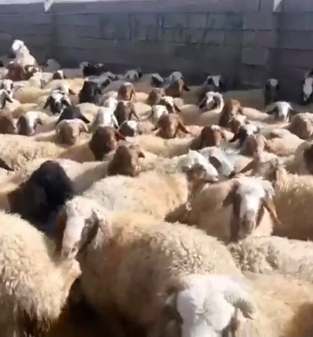 بره بومی درجه  فروش تکی  عمده بره چاق|حیوانات مزرعه|شاهین‌شهر, طالقانی|دیوار