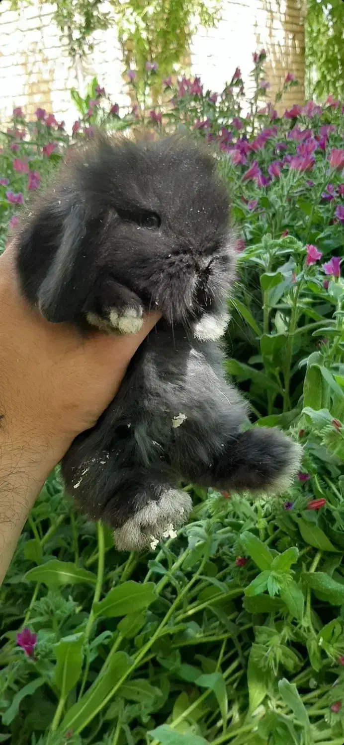 خرگوش لوپ مینیاتوری مشکی|موش و خرگوش|اراک, |دیوار