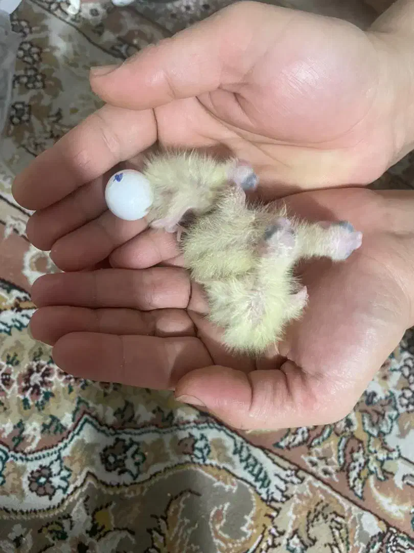 جفت عروس هلندی لوتینو و گلباقالی با دوتا جوجه|پرنده|ری, علایین|دیوار