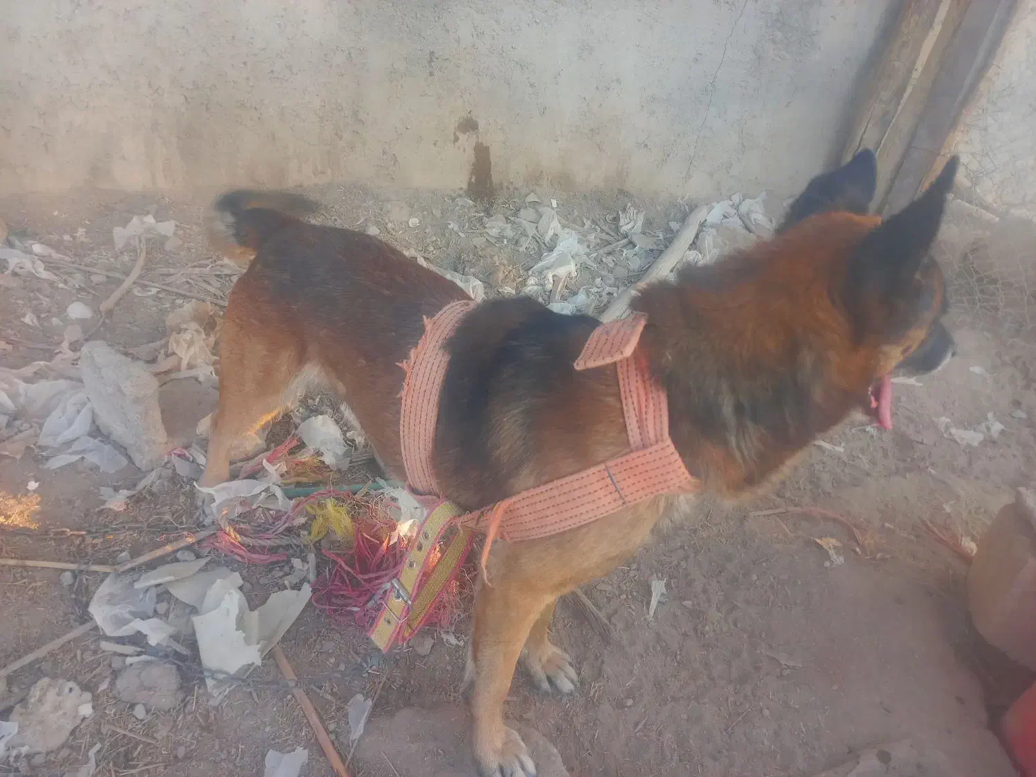 سگ نر|سگ|جیرفت, |دیوار