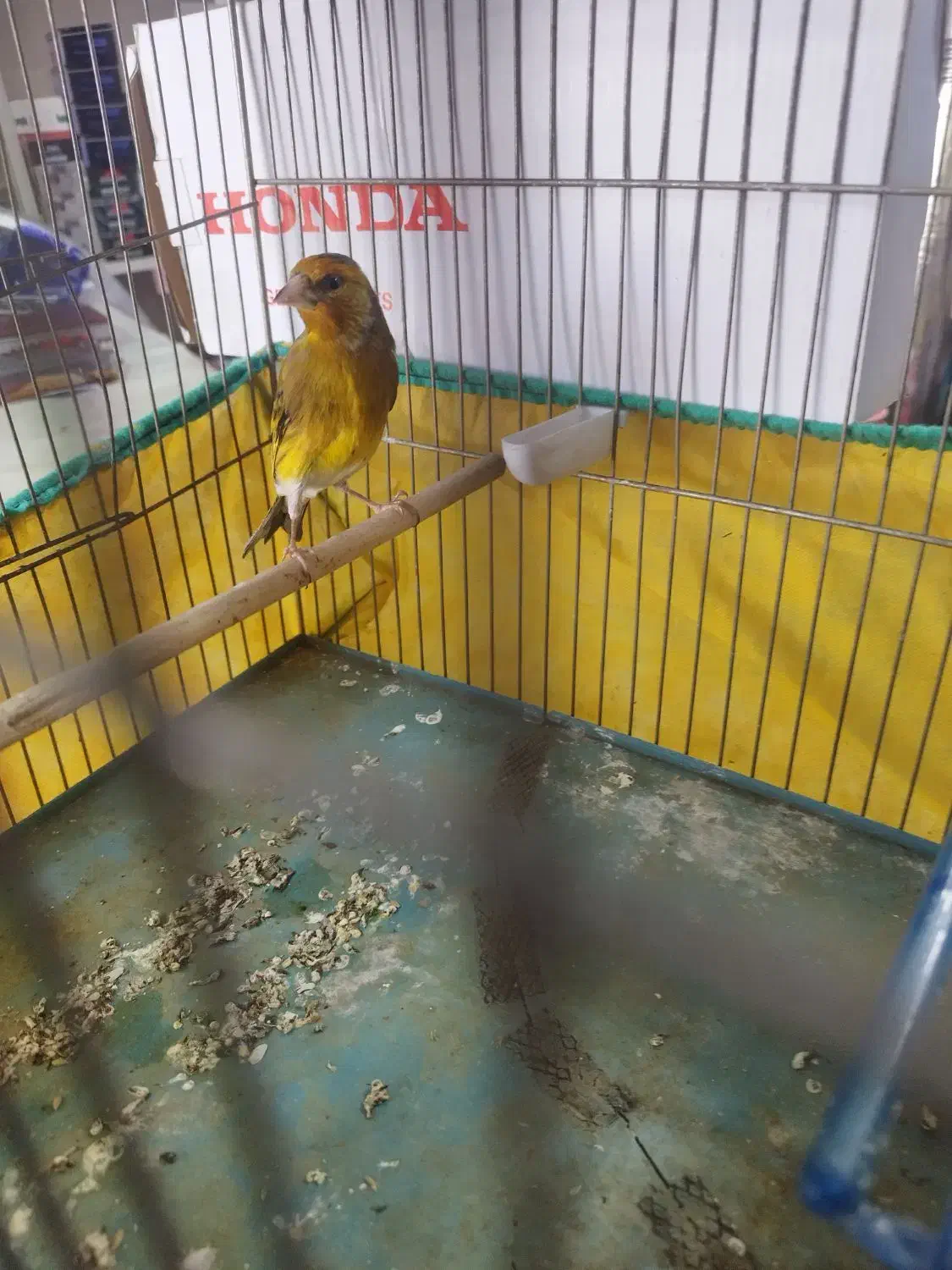 فروش. سهره. وسهره قناری|پرنده|همدان, |دیوار